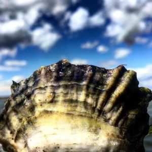 A picture of an oyster